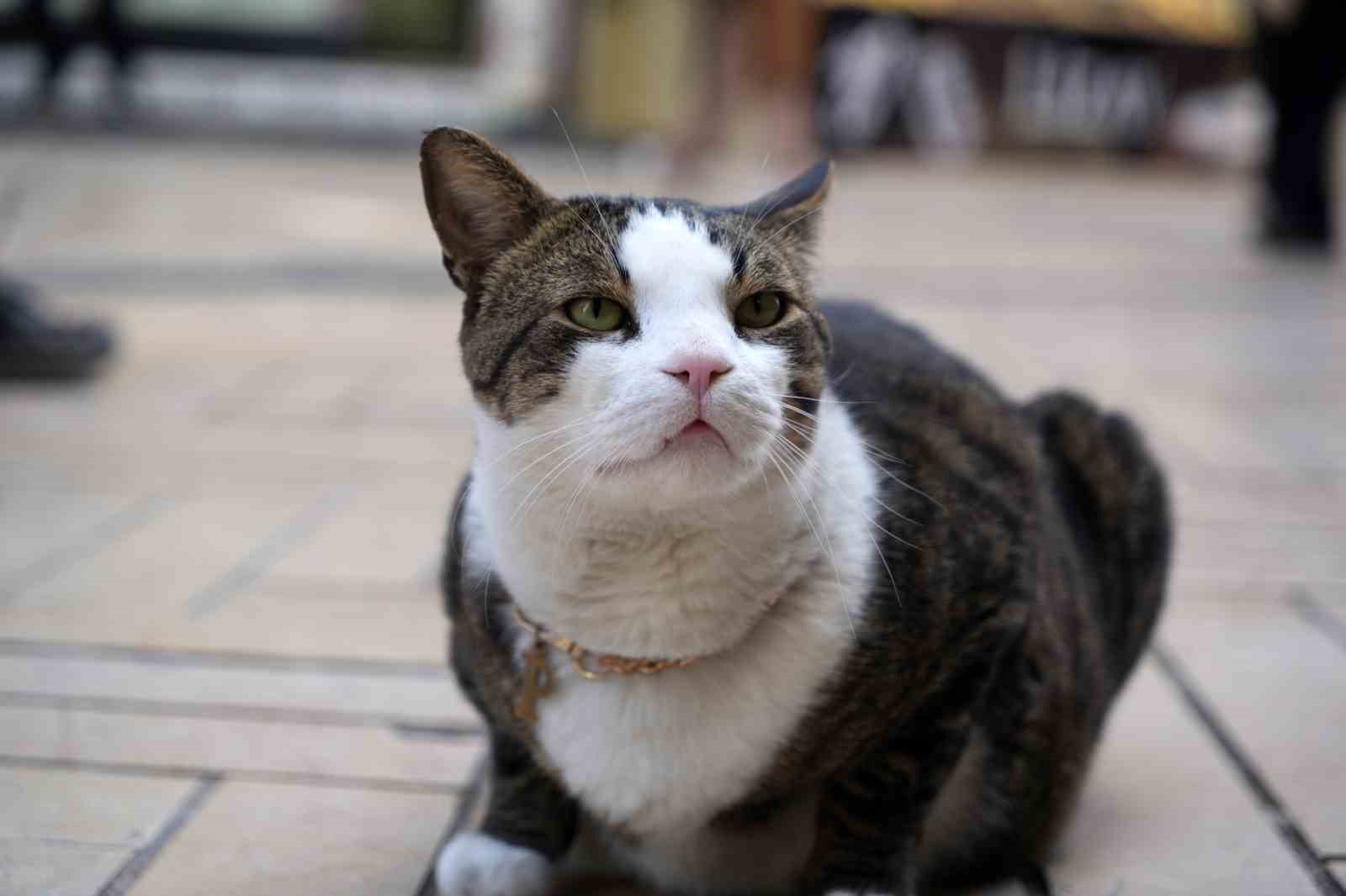 İzmit Çarşısının 10 Kiloluk Neşesi: Koruyucu Melek Prens