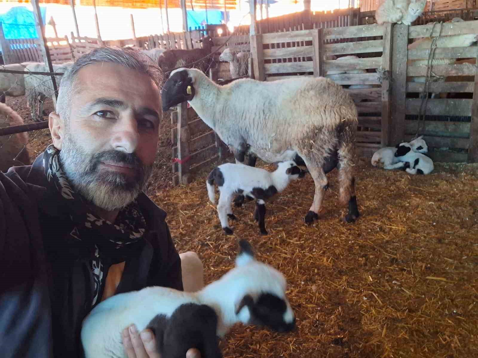 Sakız Koyunu ve Ile de France Melezlemesiyle Küçükbaşta Yüksek Verimlilik Artışı