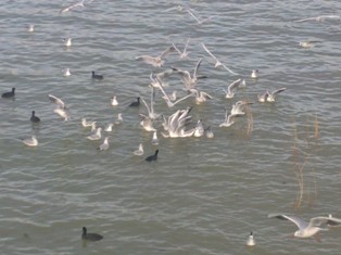 Martıların dostluğunu ekmekle kazandılar