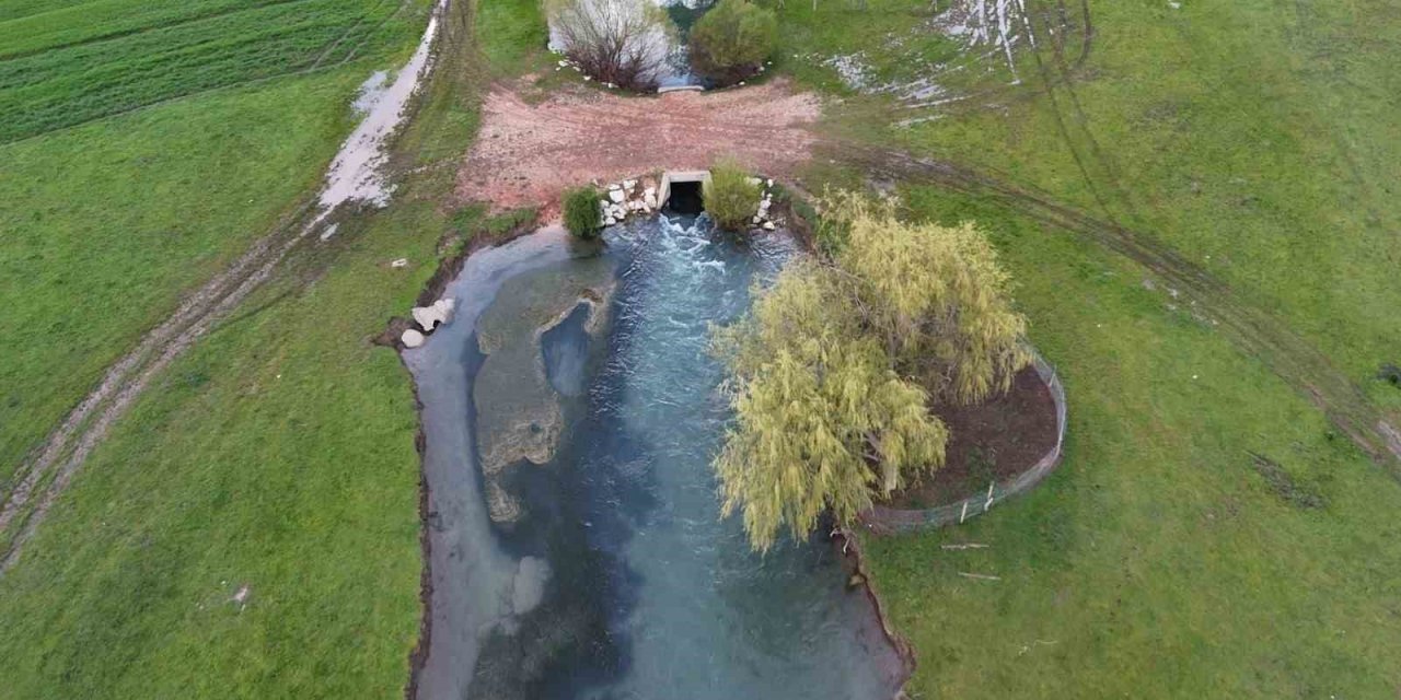 Baharın Müjdecisi: Apsıngır Ovası'nda Görsel Şölen Başladı!