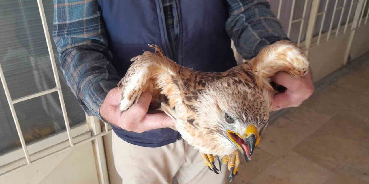 Tarlada çalışırken yaralı kuşun hayatını kurtardı