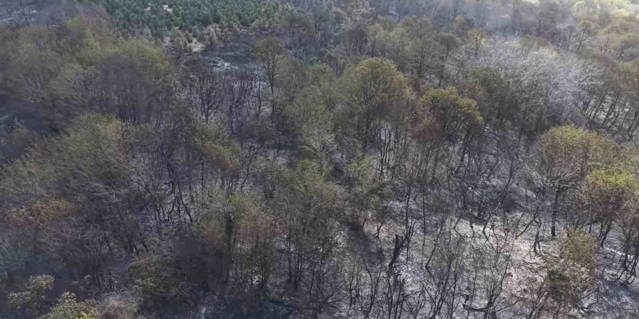 Beykoz’daki yangının bilançosu gün ağarınca ortaya çıktı