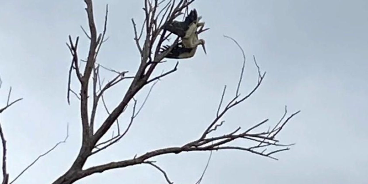 Ağaçta asılı kalan leyleğin ayağı kırıldı