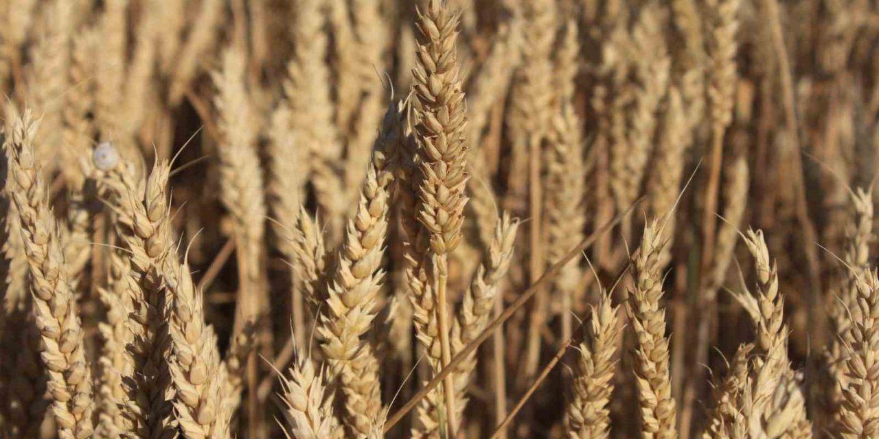 Rekorun Ayak Sesleri: Dünya Hububat Üretimi Zirveye Koşuyor