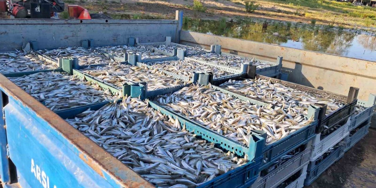 Gümüş balığında yüzler gülüyor