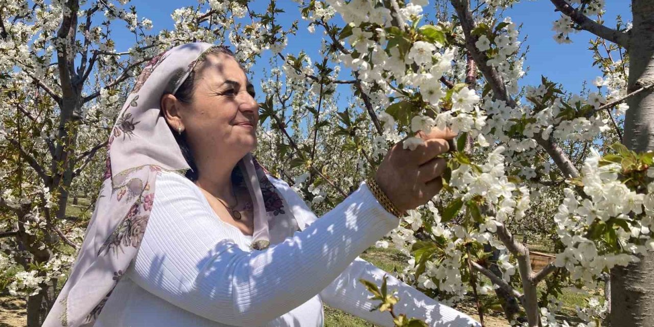 Japonya Değil Afyon: Kiraz Çiçeği Festivali Büyüledi!