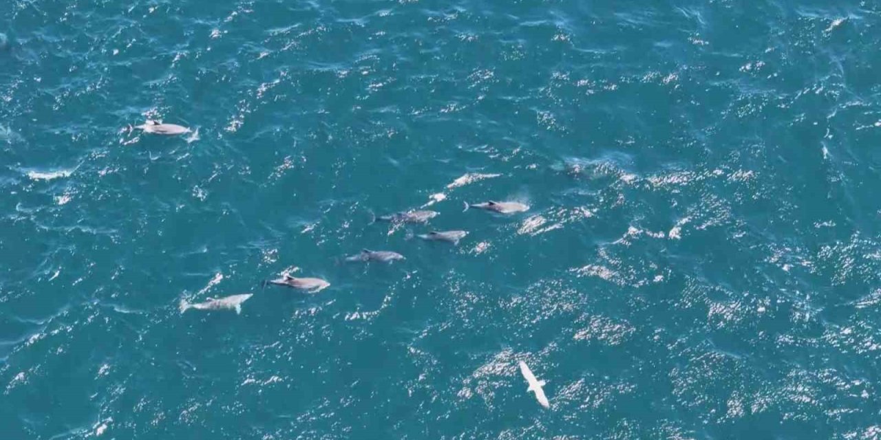 Baharın gelmesiyle yunuslardan görsel şölen