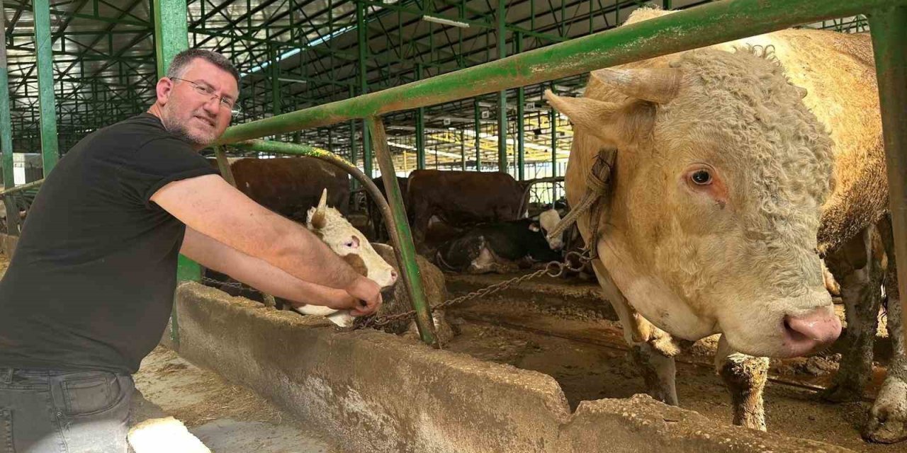Kurban hareketliliği başladı: Tonluk boğa 400 bin liraya satıldı