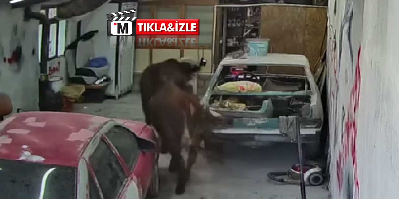 Ahırdan kaçan danalar oto tamirciyi bastı