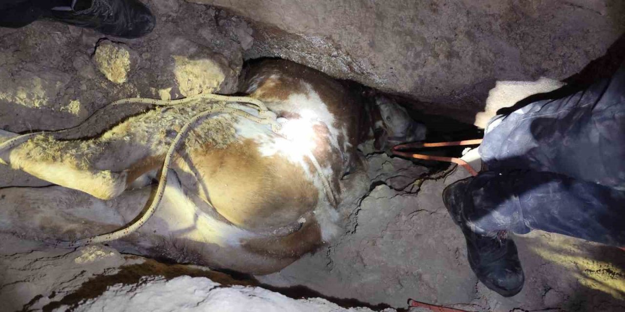 Mağaraya düşen inek kasap bulunamayınca telef oldu