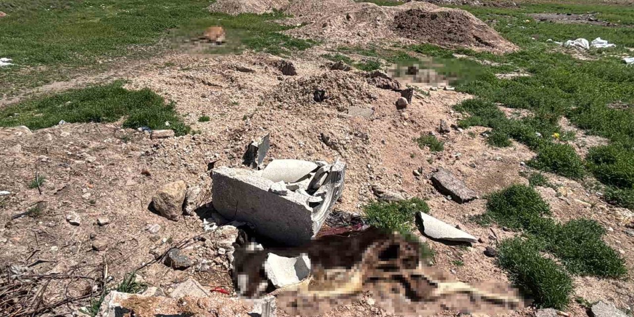 Ölen hayvanlarını araziye atanlara 390 bin lira ceza