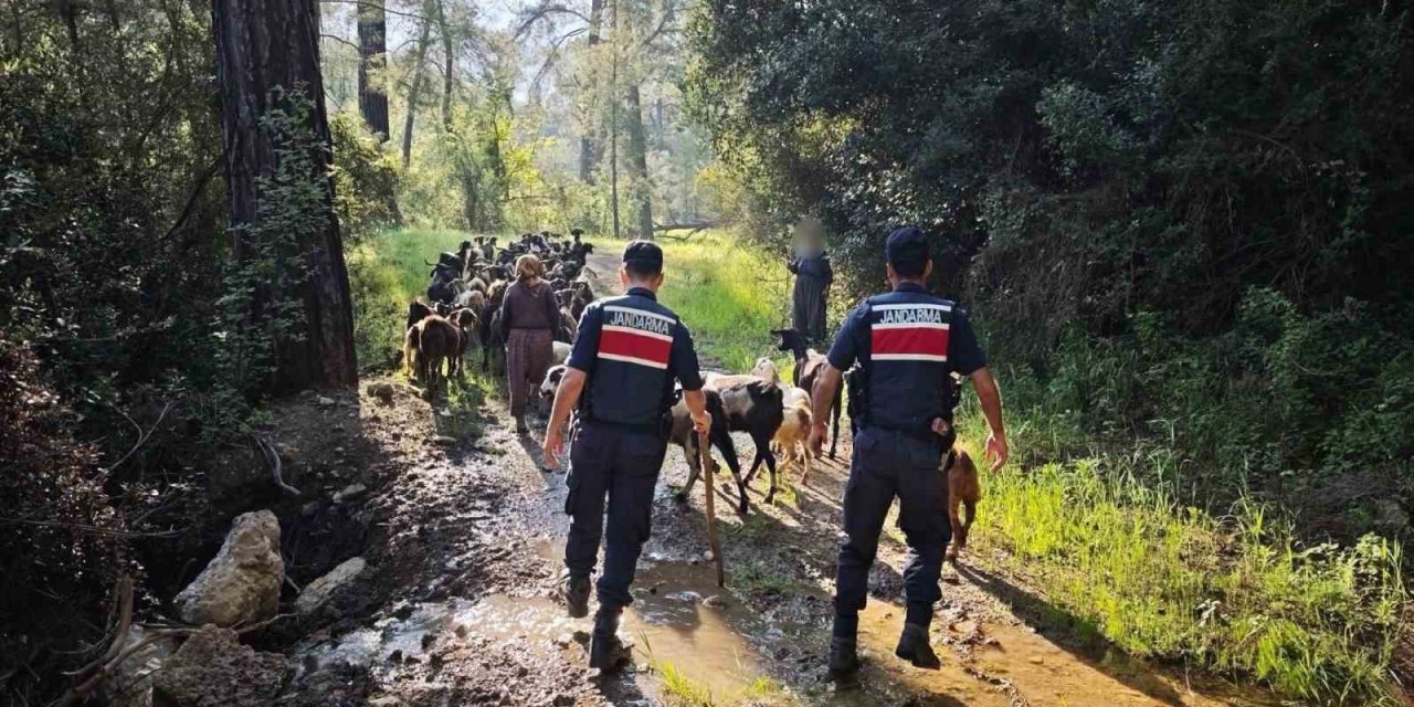 Sürüden ayrılan keçileri kurt kapmadan jandarma buldu