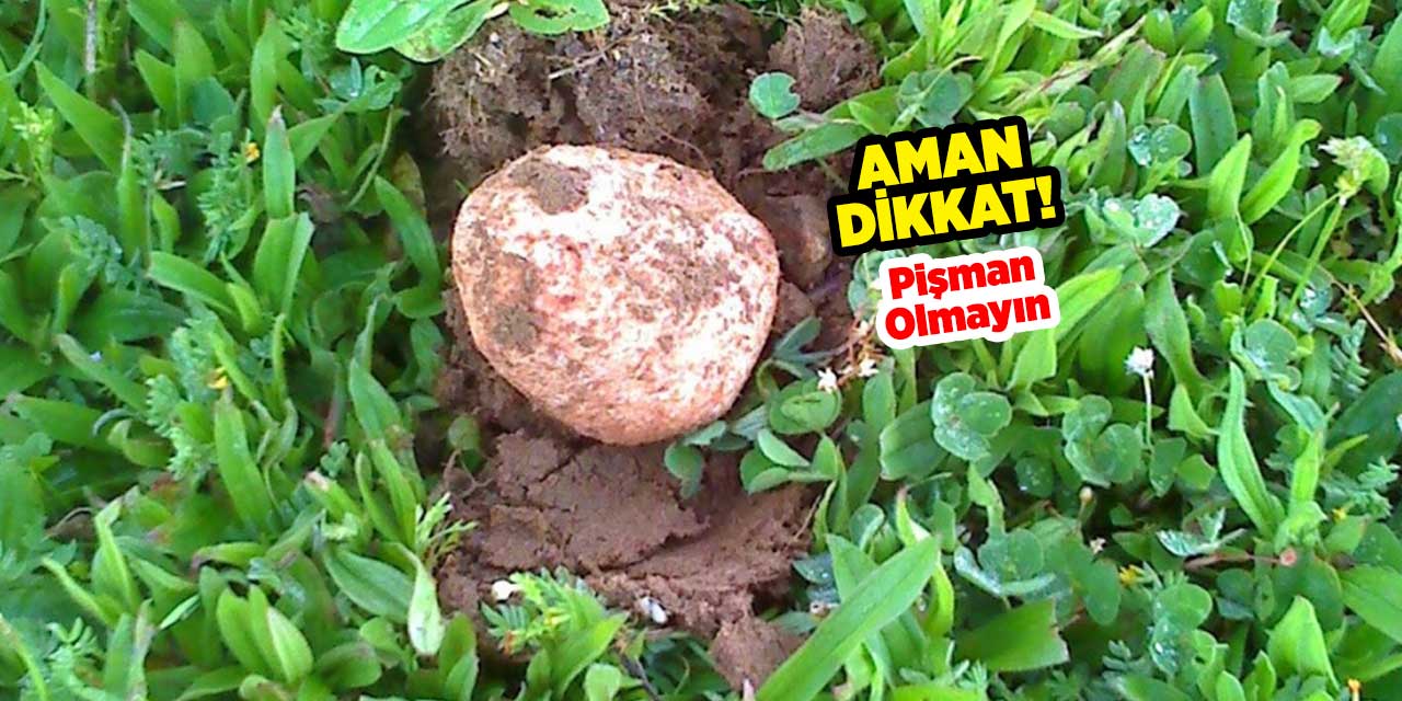 Konya Dağları Doldu Taştı! Sakın Bilmeden Domalan Yemeyin