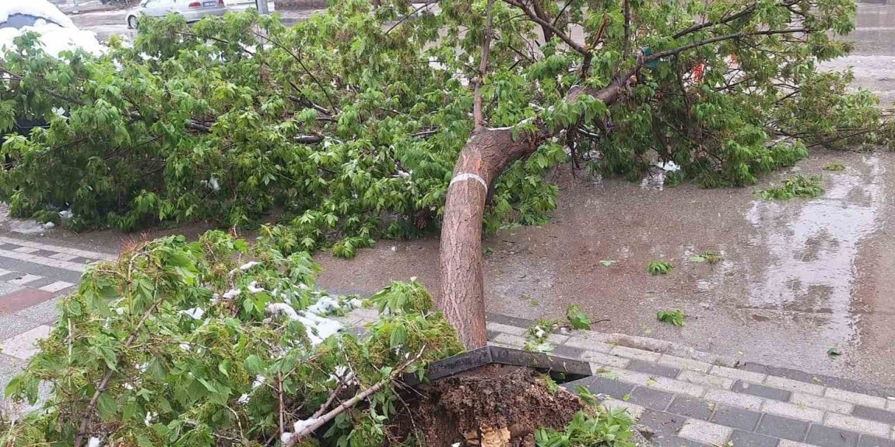 Bahar karı ağaçları devirdi