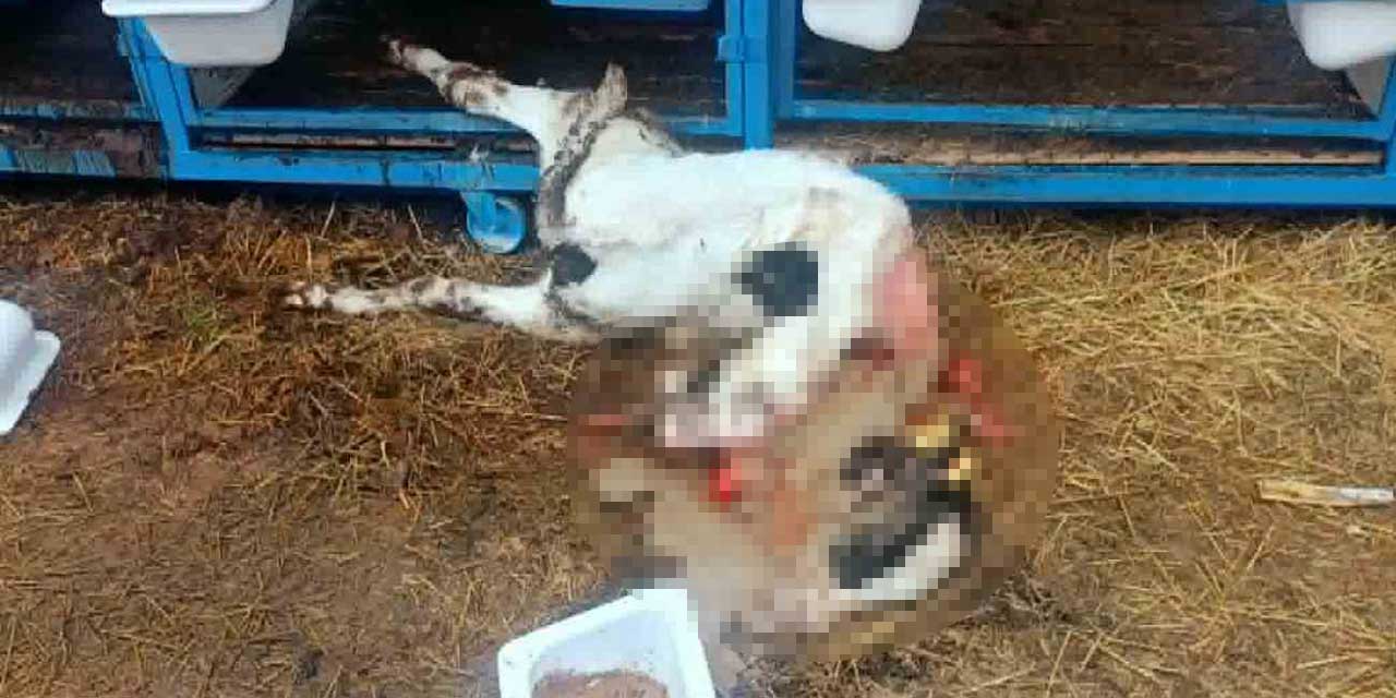 Konya'da Başıboş Köpek Dehşeti: Ahırdaki Buzağıyı Parçaladılar!