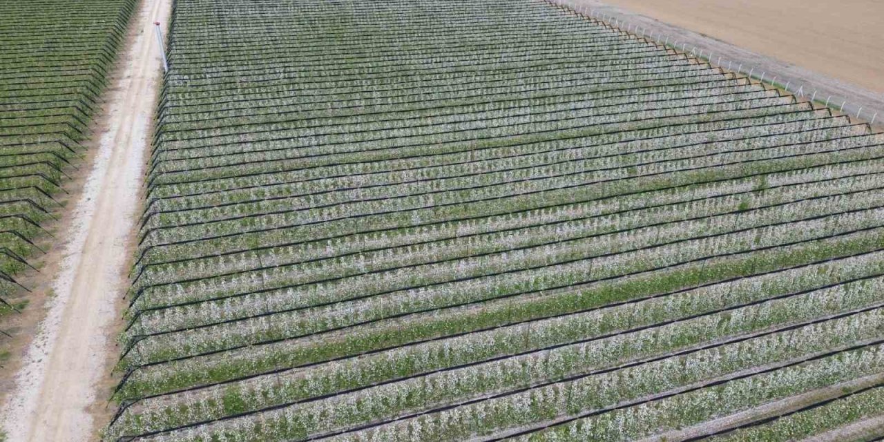 Kar Yağdı Sandılar, Bakan Bir Daha Baktı! 16 milyon elma ağacı çiçek açtı