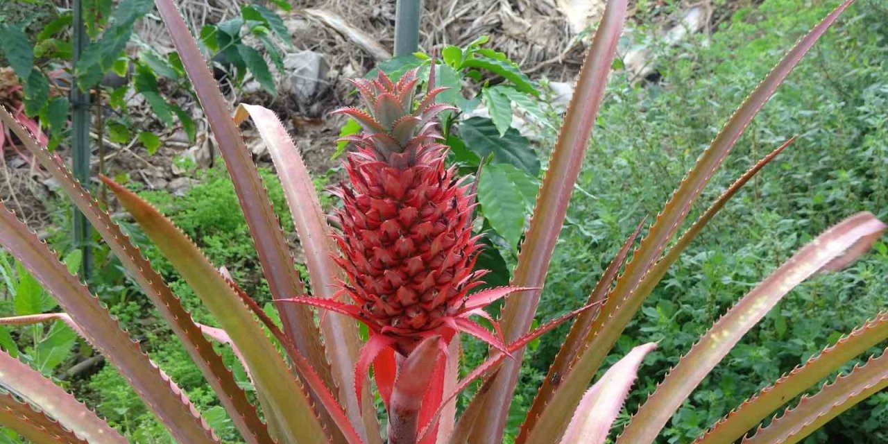 Alanya Topraklarından Ananas Fışkırıyor