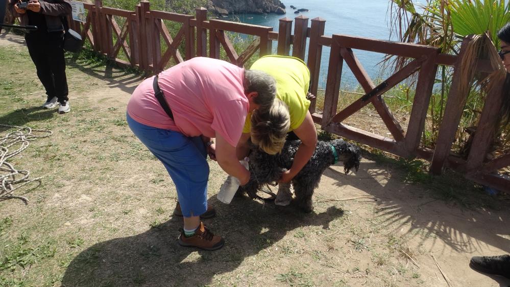Kedi kovalarken falezlerden düşen köpek kurtarıldı