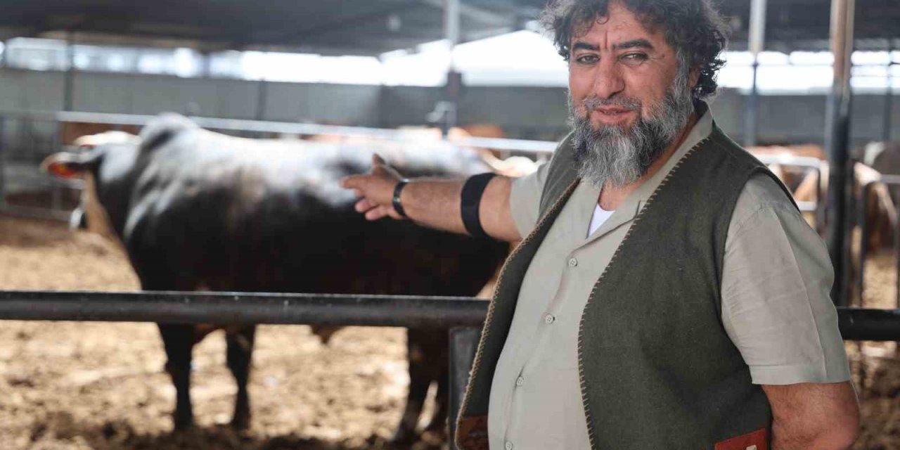 Konya'nın Dev Boğası 500 Bin Liraya El Değiştirdi