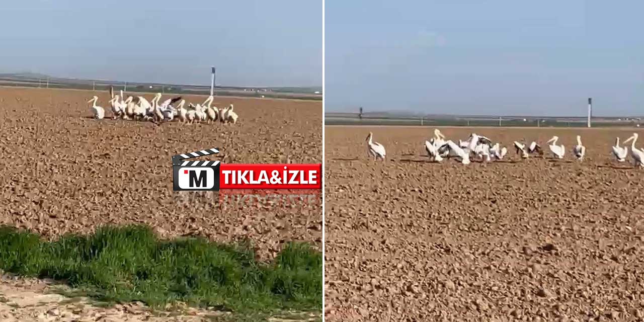 Konyalı Çiftçiler Şaşkın! Tarlaya İnenleri Görünce Şoke Oldular