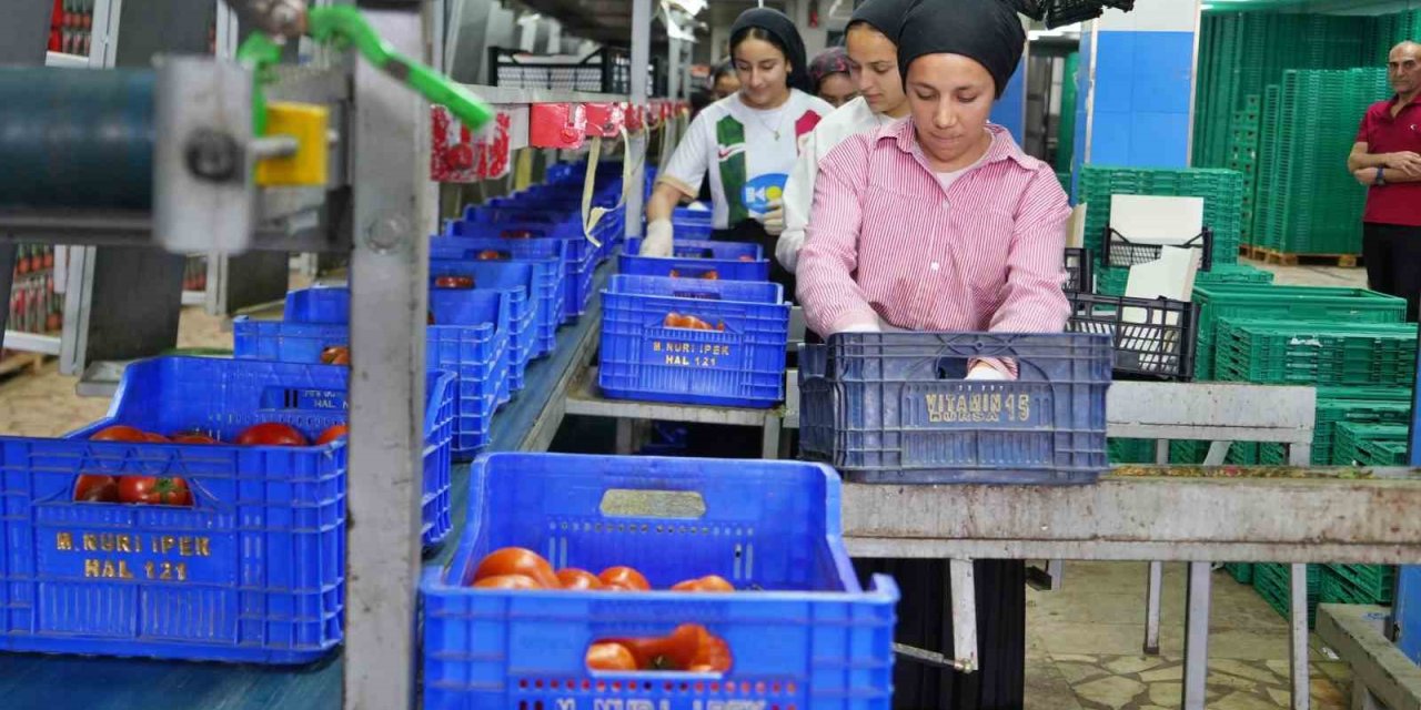 Tezgahlarda domates şoku! Fiyatı 100 TL'ye dayandı, sebebi ortaya çıktı
