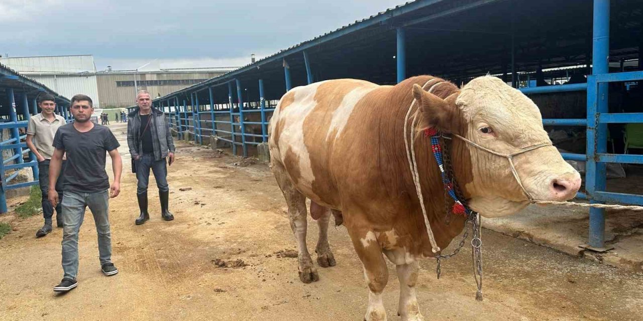 Bursa’da kurbanlık şampiyonu 'Bayram' görücüye çıktı: Tam 1,2 ton