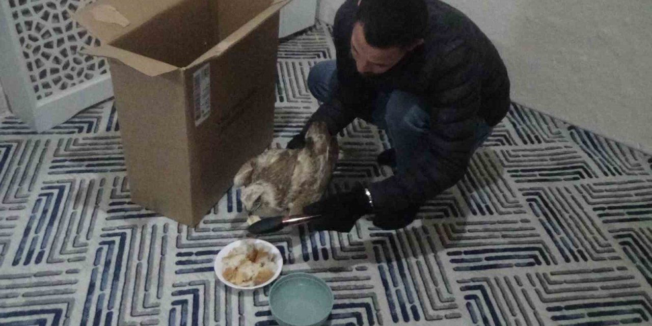 Bahçesinde Bulduğu Yaralı Kızıl Şahini Kedilere Yem Olmaktan Kurtardı