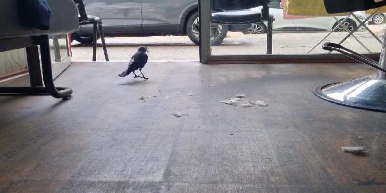 Berber Dükkanının Ezber Bozan Çırağı! Saçları Karga Topluyor
