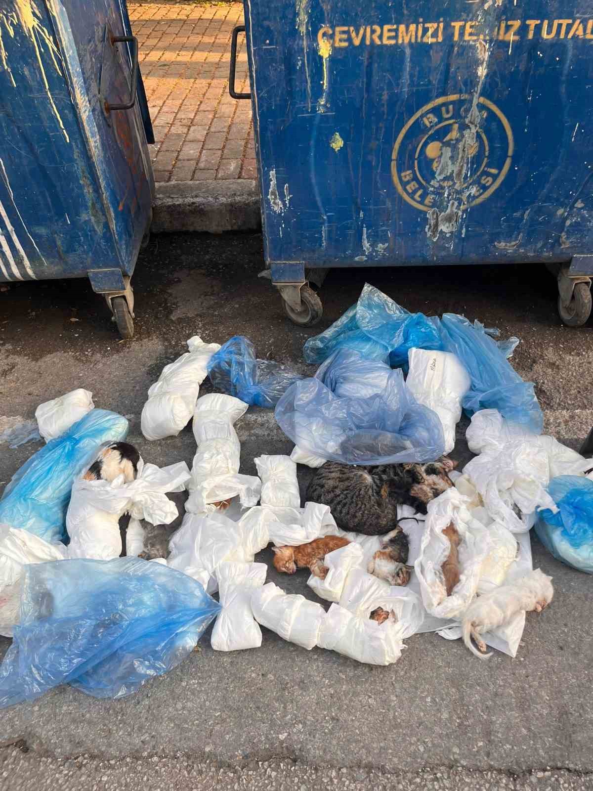 İzmir'de ne yaşandı? Veteriner gözaltında
