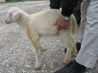 5 ayaklı kuzu ameliyat edilecek