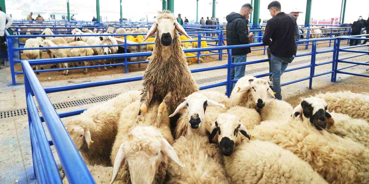 Büyükbaş Cep Yakınca Oraya Akın Ettiler: Satışlar 3 Katına Çıktı