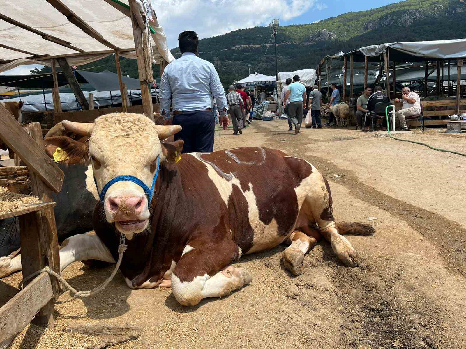 Kesimhanelerde Dönem: Kamera ve Dijital Takip Zorunluluğu Geldi