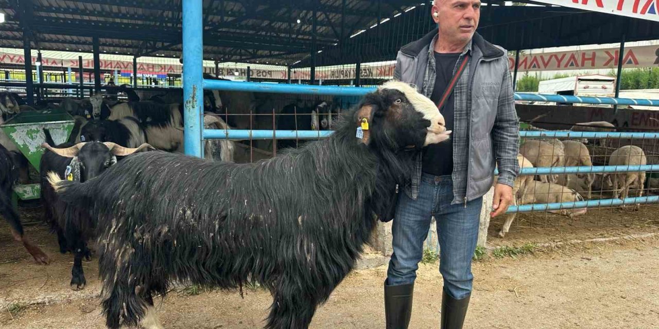 Kurban pazarının şampiyon keçisi 47 bin liradan satıldı