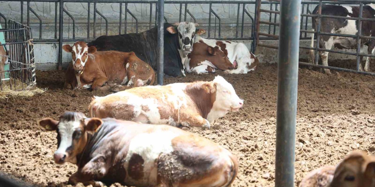 Kurban Etini Böyle Pişirmeyin! Uzmandan Bayram Uyarısı