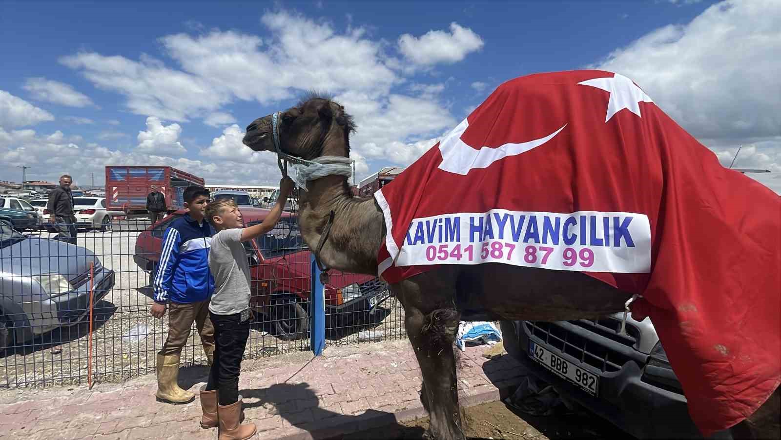 Konya'nın gözdesi 330 bir liraya satıldı