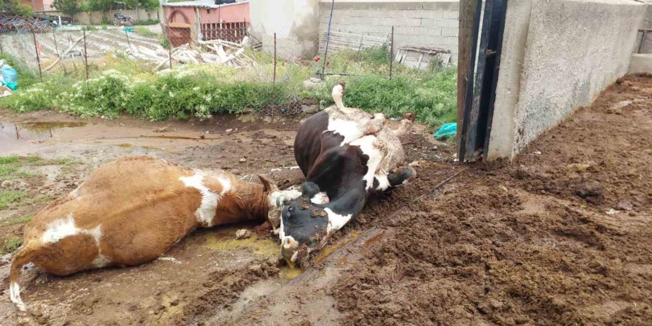 Ahırın avlusuna yıldırım düştü, iki inek telef oldu