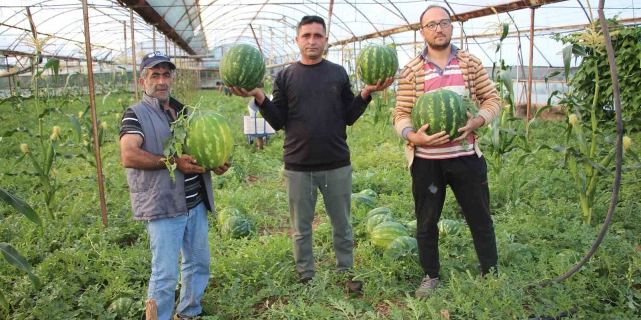 Meşhur Karacaören Karpuzunda Hasat Zamanı: Kilosu 60 TL!