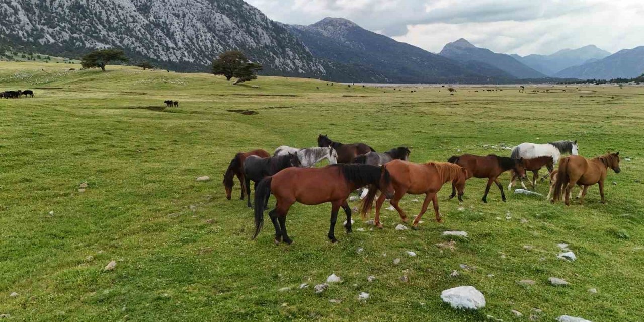 Osmanlı'dan Kalan Asırlık Miras: Eynif Ovası'nın Yılkı Atları Mest Etti