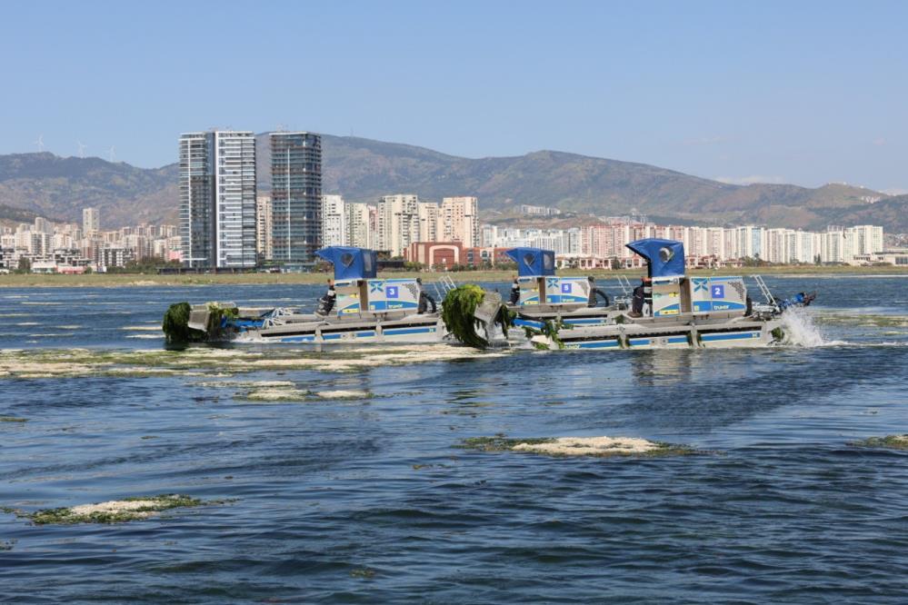 Körfezin gizli düşmanı: Deniz marulları nasıl temizleniyor?