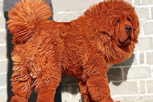 1.5 milyon dolarlık köpek!