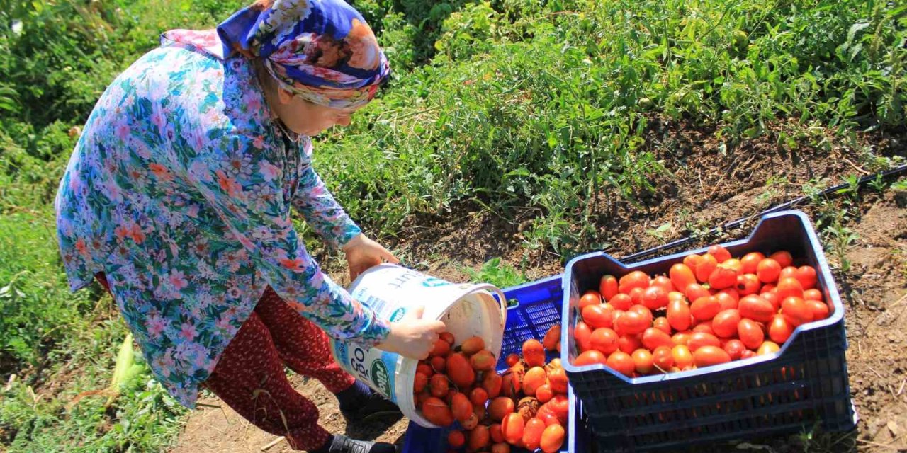 Salçalık Domateste Büyük Kriz! Çiftçiler O Dayatmaya Tepkili