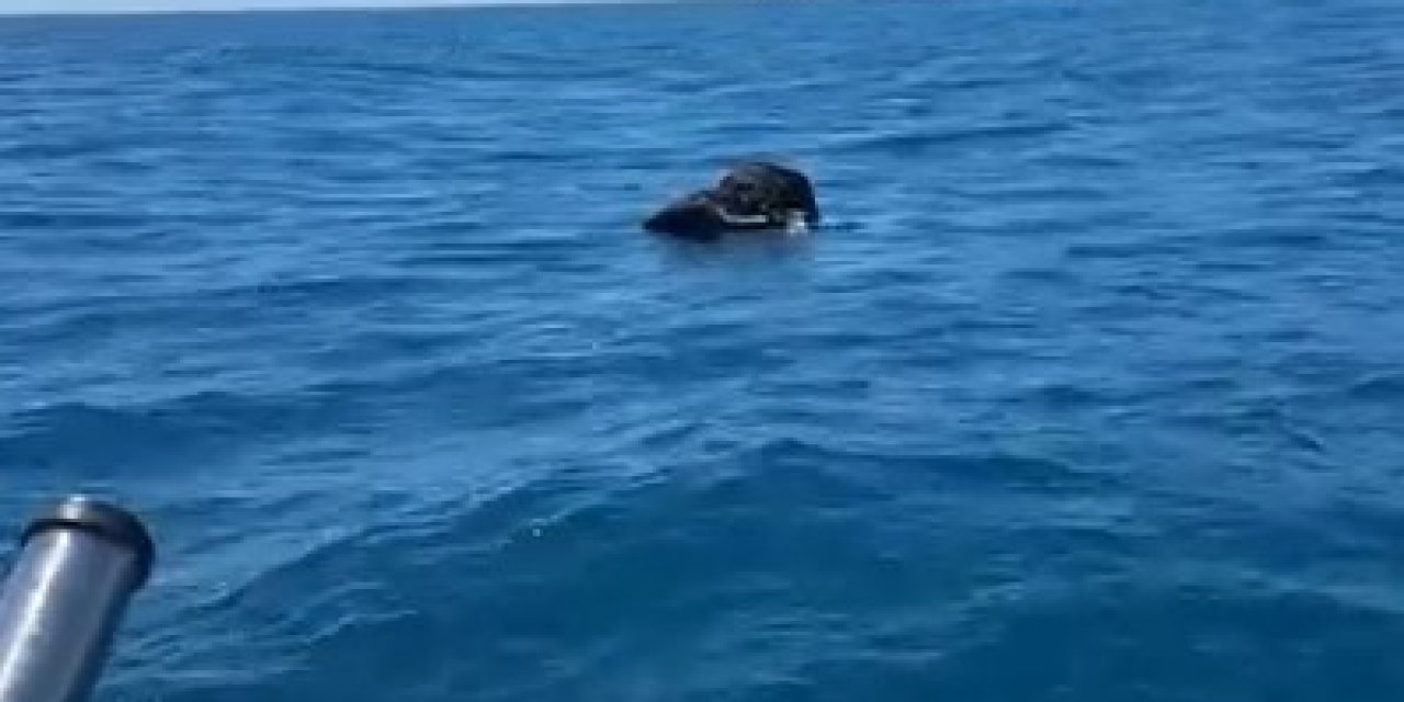 Alanya'da Denizin Ortasında Görüldü! Bakan Bir Daha Baktı