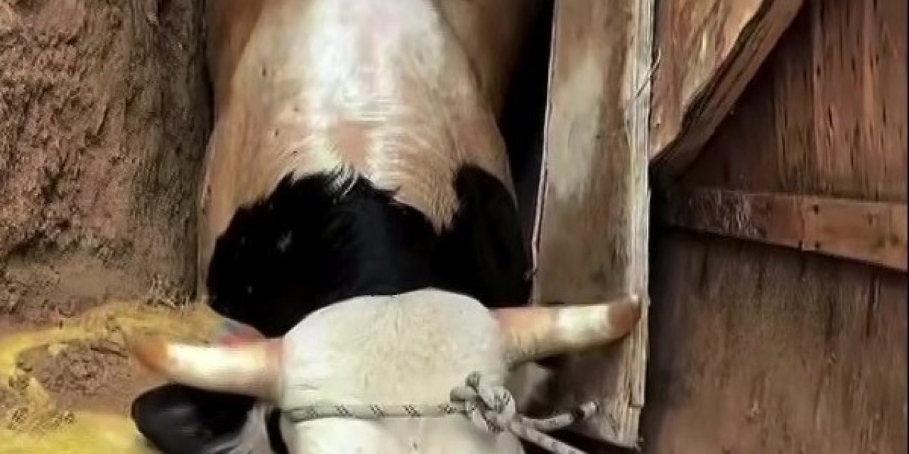 Definecilerin kazdığı çukura inek düştü