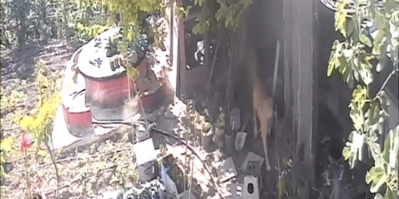 Sokak köpekleri kümese girdi, 30 tavuk telef oldu
