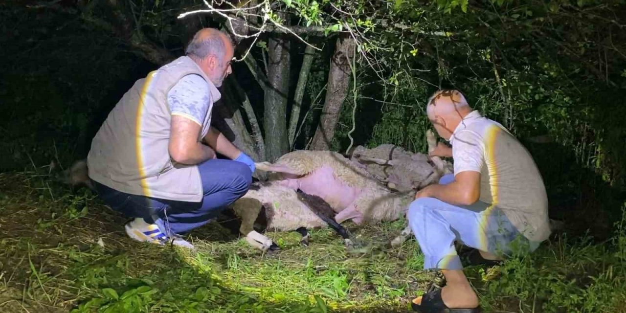 Sığındıkları ağaca yıldırım düştü