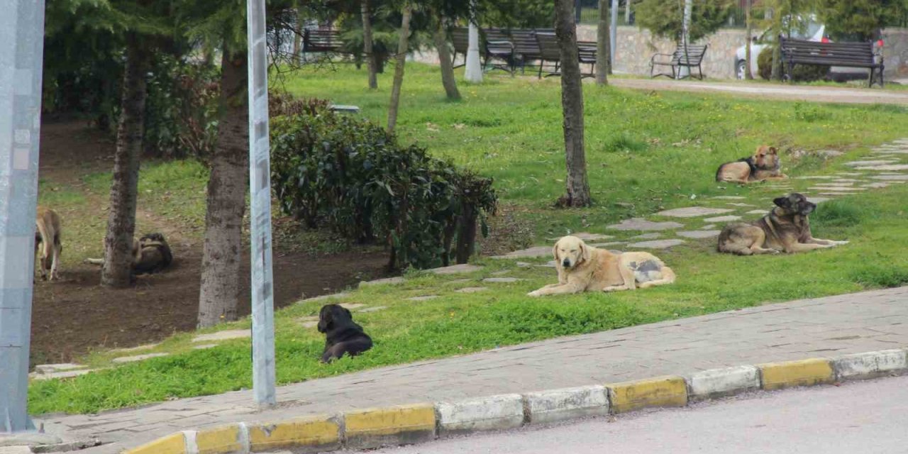 Oğluna saldıran köpeği vurmuştu, ilk kez konuştu