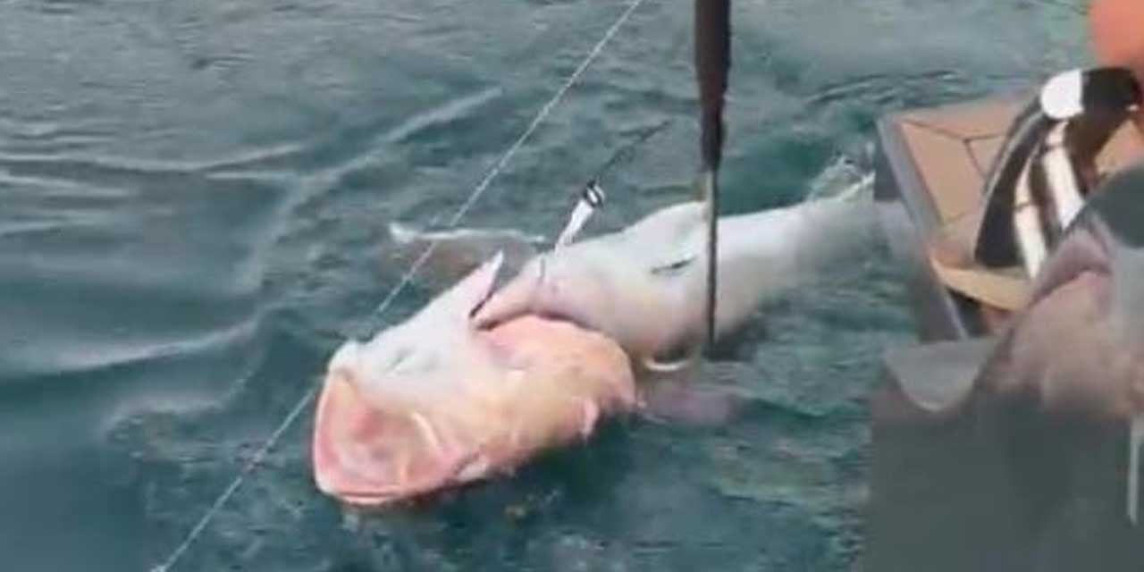 Kurban geçti denizden 56 kiloluk "kuzu" çıktı