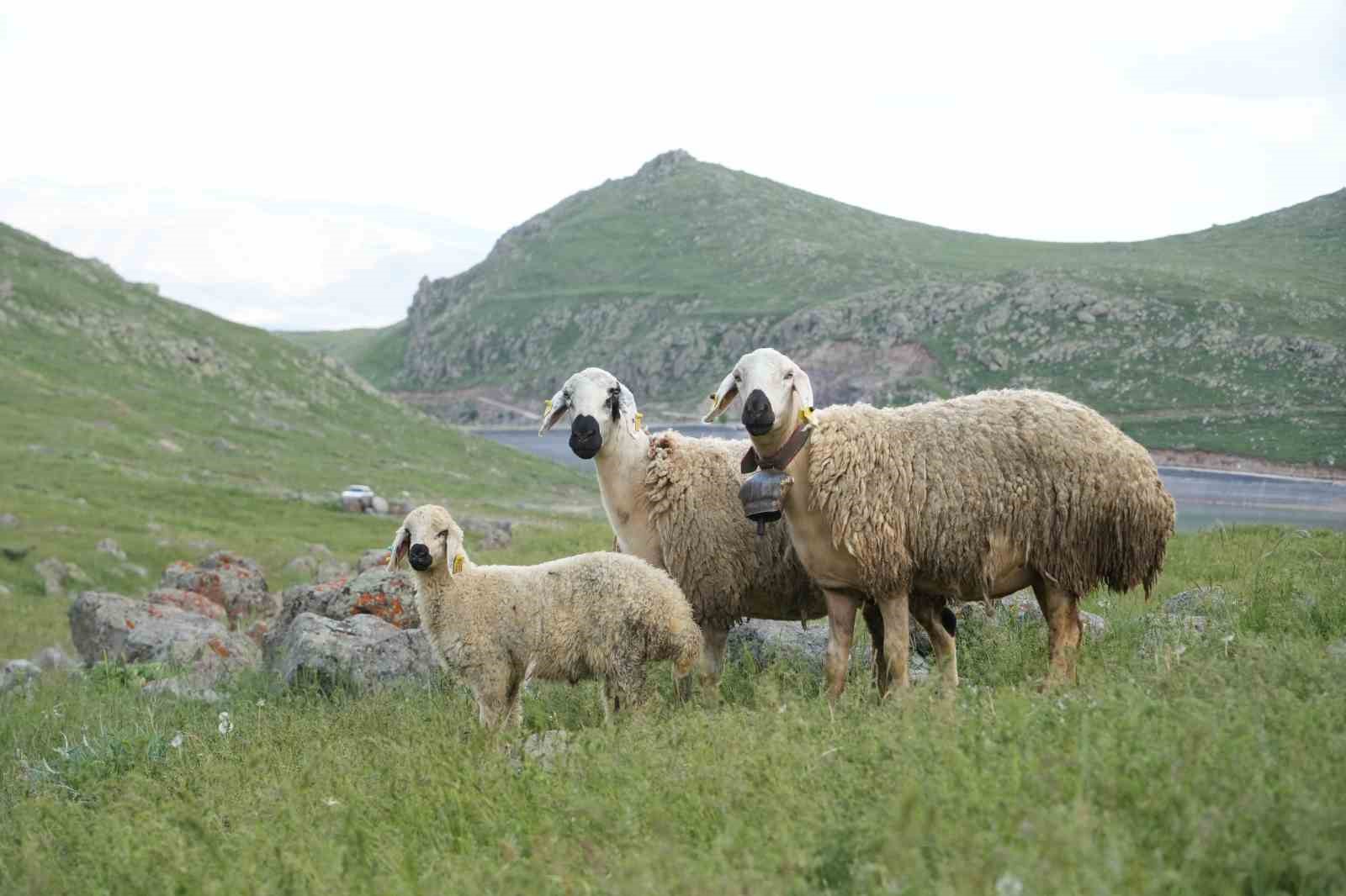 Kepenekle duyurdular: 84 ay vadeli küçükbaş