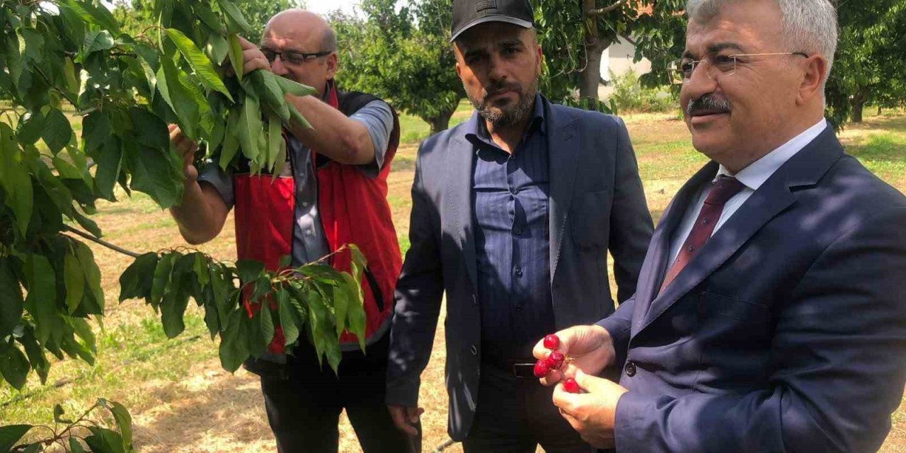 Akşehir Kirazı İçin Sezon Öncesi Kritik İnceleme