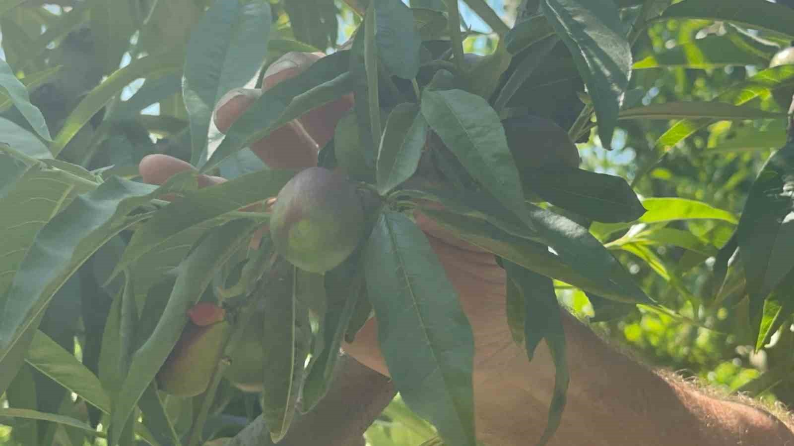 Ağaçlar Meyveyi Taşıyamıyor